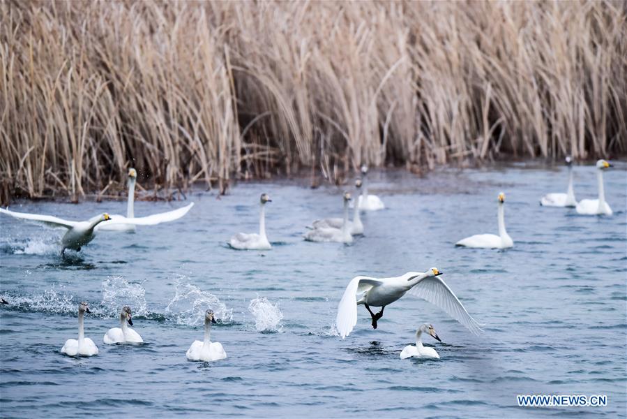 CHINA-QINGHAI-SWAN (CN)