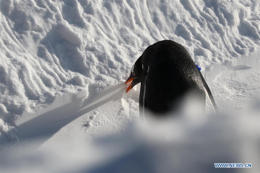 CHINA-HEILONGJIANG-HARBIN-PENGUIN (CN)