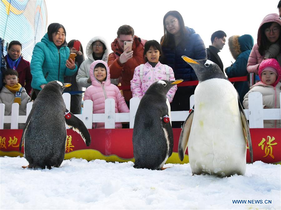 CHINA-SHANDONG-QINGDAO-PENGUIN-TOURISM (CN)