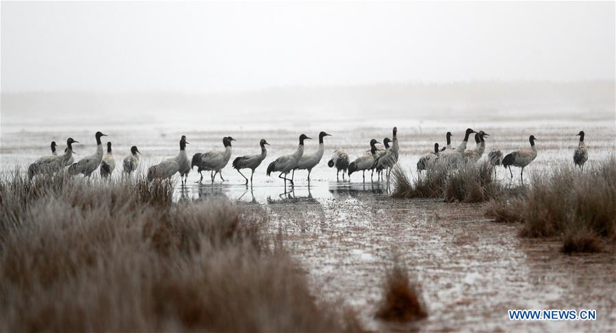 #CHINA-GUIZHOU-BLACK-NECKED CRANE (CN)