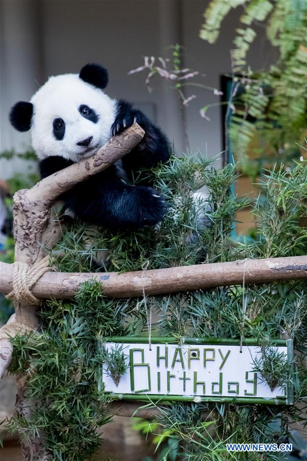 MALAYSIA-KUALA LUMPUR-GIANT PANDA BABY-BIRTHDAY