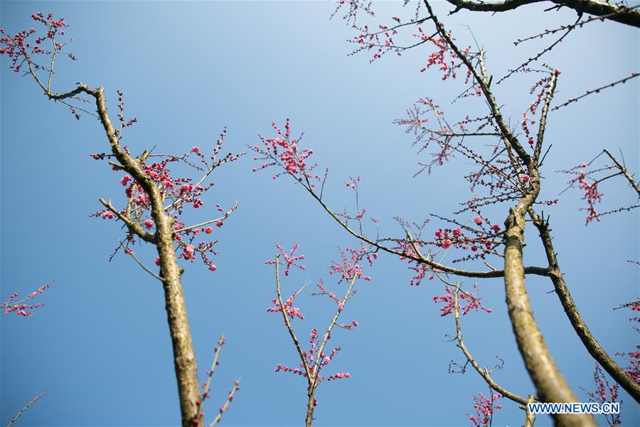 #CHINA-WINTER-FLOWERS (CN)