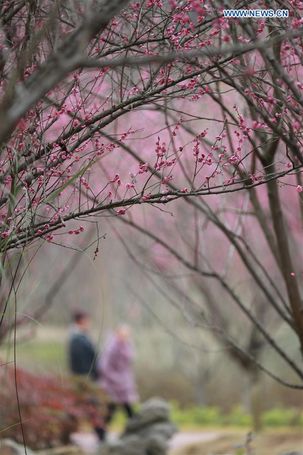 # CHINA-DAHAN-SOLAR TERM-WINTER BLOSSOMS (CN)