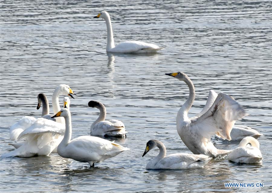 CHINA-SHANDONG-RONGCHENG-WINTER-SWAN (CN)