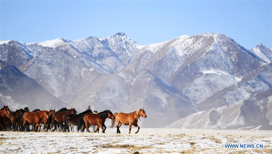 CHINA-GANSU-SHANDAN RANCH-HORSE (CN)