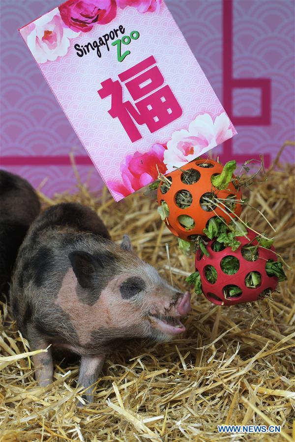 SINGAPORE-ZOO-YEAR OF THE PIG-DECORATIONS