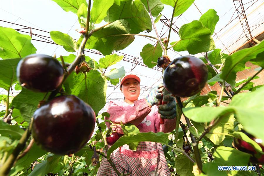 CHINA-HEBEI-LAOTING-VEGETABLES (CN)