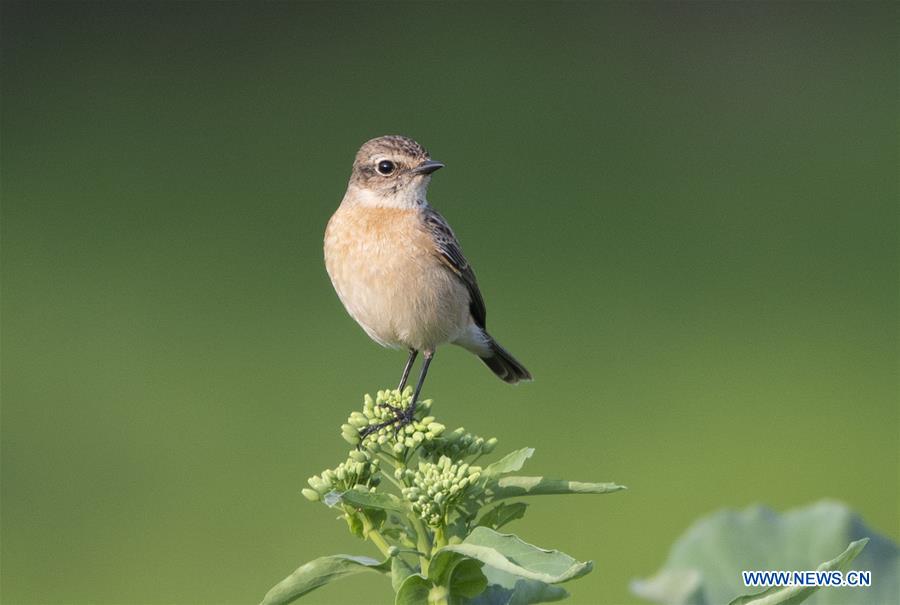 CHINA-FUJIAN-BIRD (CN)