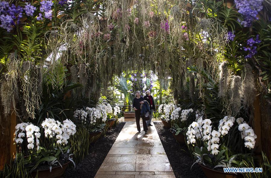 U.S.-GLENCOE-CHICAGO BOTANIC GARDEN-ORCHID SHOW