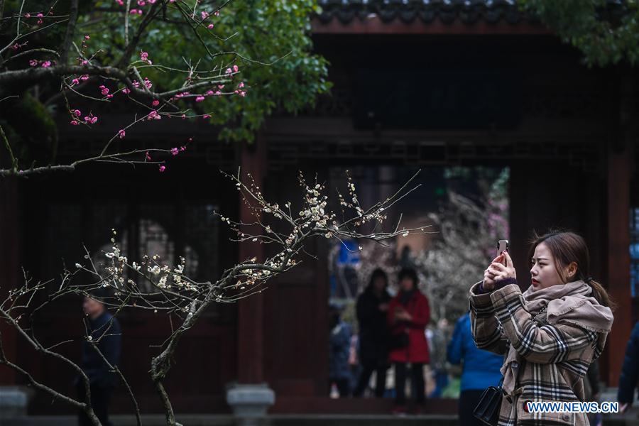 CHINA-ZHEJIANG-SPRING-PLUM BLOSSOM(CN)