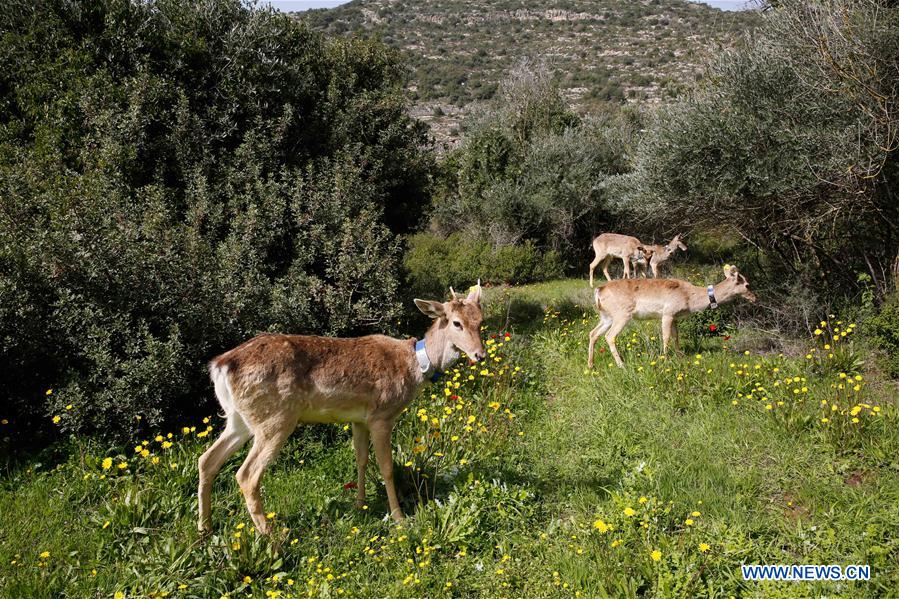 MIDEAST-JERUSALEM-PERSIAN FALLOW DEER-RELEASE