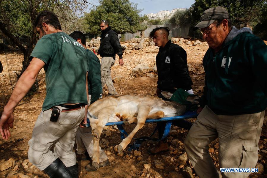 MIDEAST-JERUSALEM-PERSIAN FALLOW DEER-RELEASE