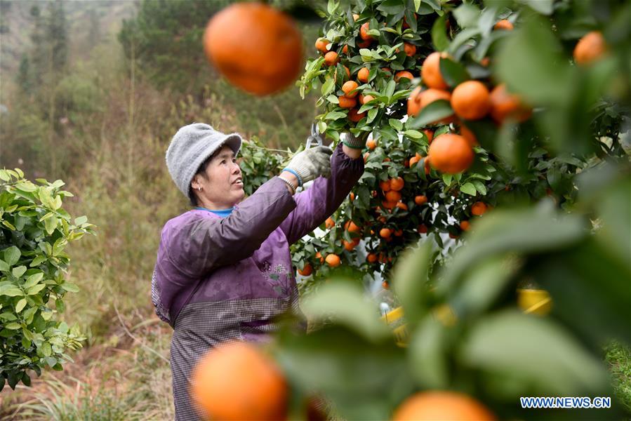 #CHINA-GUIZHOU-RONGJIANG-ORANGE HARVEST (CN)