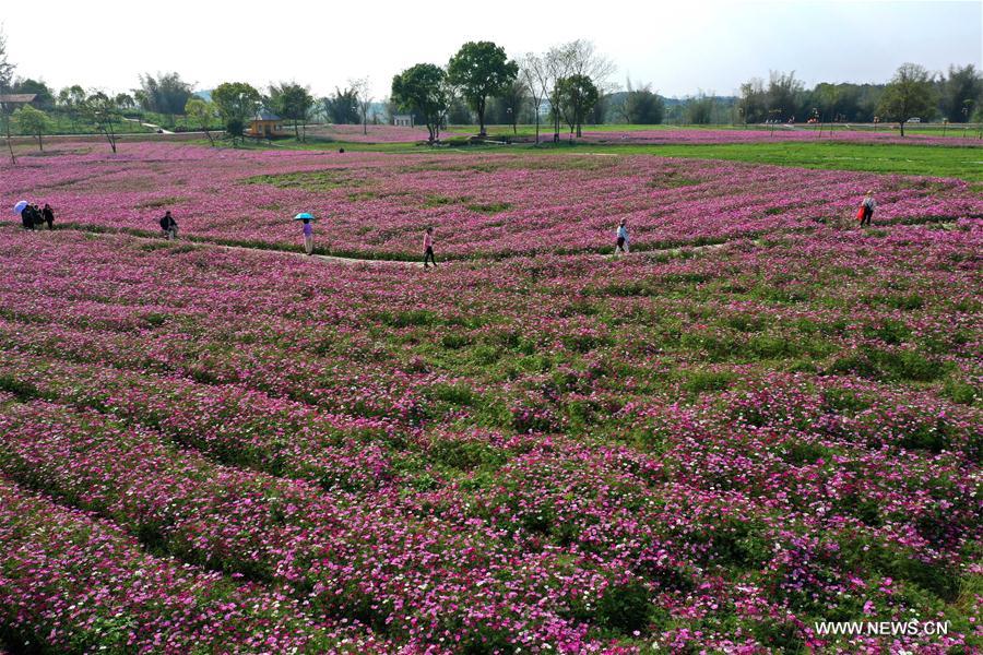 CHINA-NANNING-FLOWERS (CN)