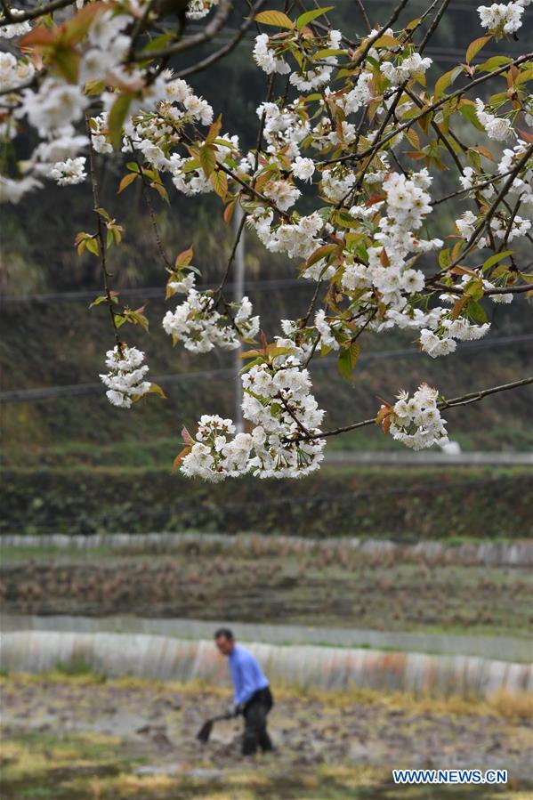 #CHINA-SPRING-FARM WORK (CN)