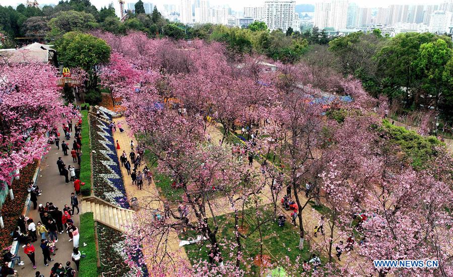 CHINA-YUNNAN-KUNMING-CHERRY BLOSSOM (CN)