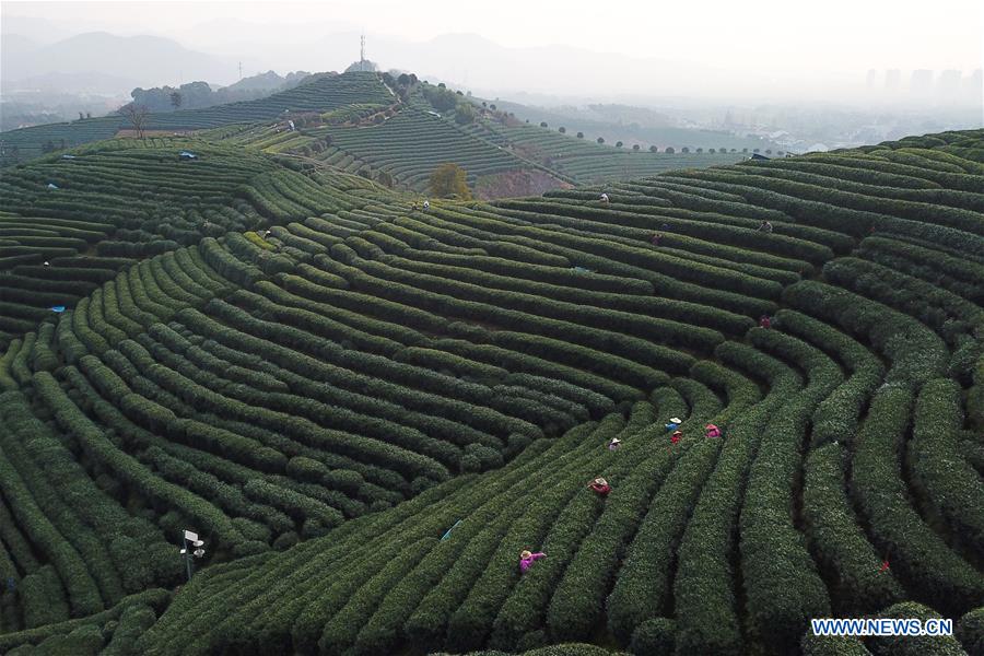 CHINA-HANGZHOU-TEA-PICKING (CN)