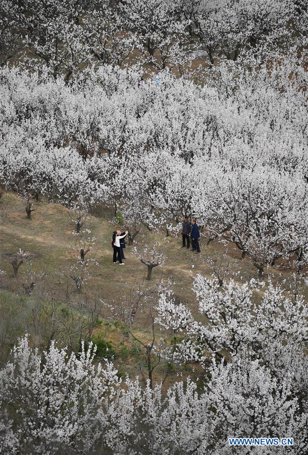 CHINA-SHAANXI-SPRING-FLOWERS (CN)