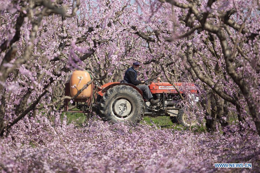 GREECE-VEROIA-PEACH BLOSSOM