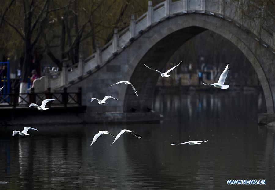 CHINA-NINGXIA-YINCHUAN-BLACK-HEADED GULLS (CN)