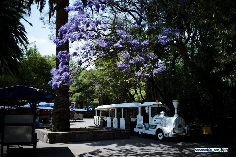 MEXICO-MEXICO CITY-JACARANDA-BLOSSOMS