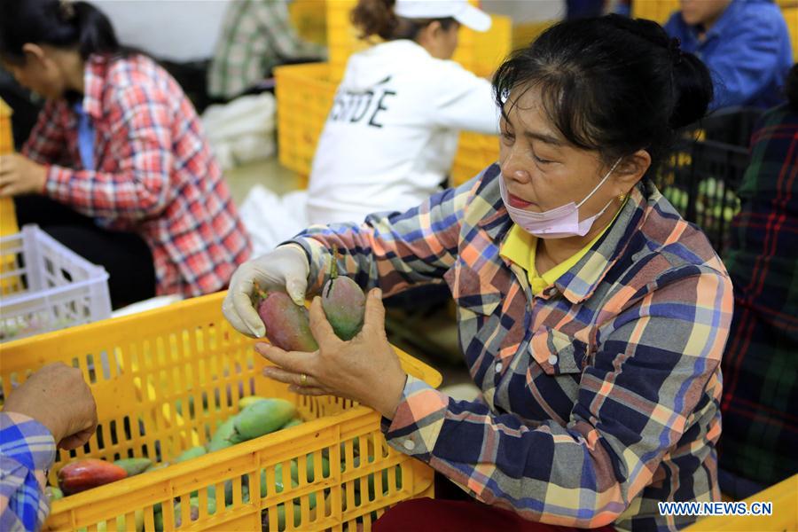 CHINA-SANYA-MANGO INDUSTRY(CN)