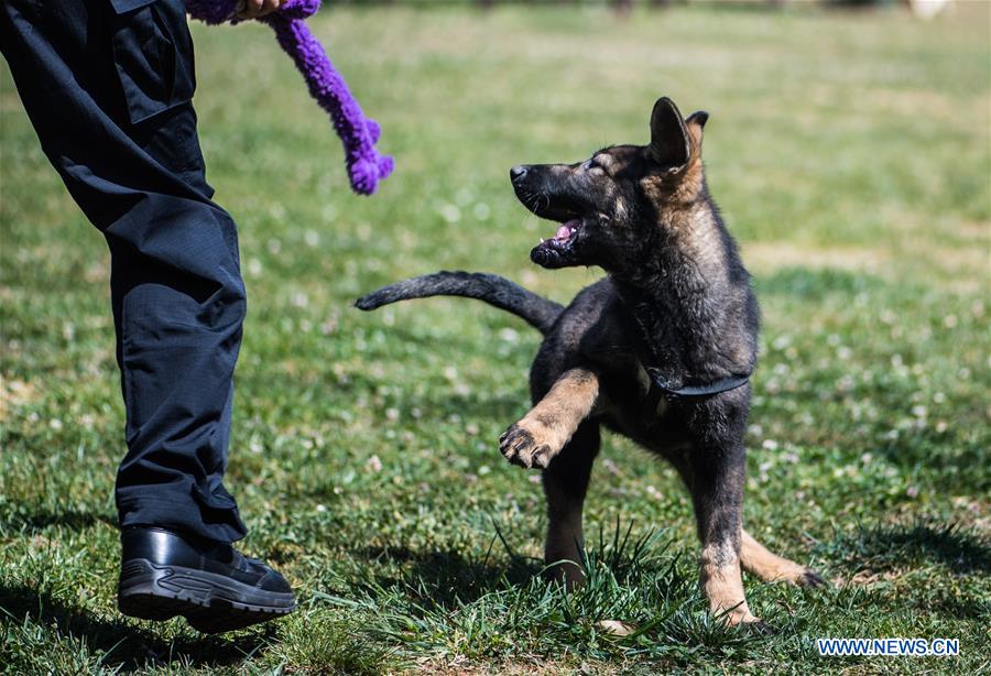 CHINA-YUNNAN-FIRST CLONED POLICE DOG-TRAINING (CN)