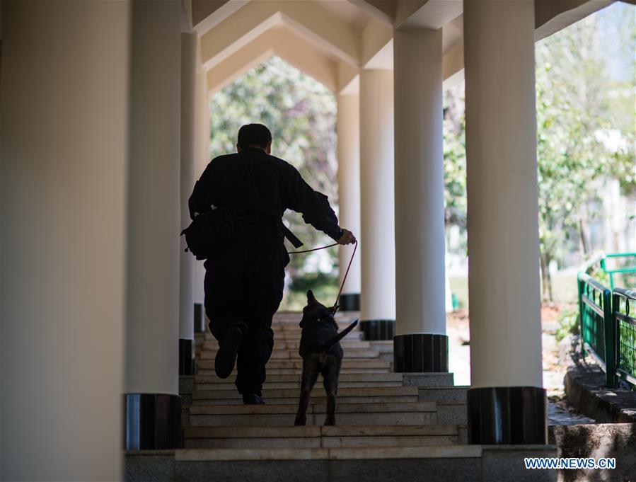 CHINA-YUNNAN-FIRST CLONED POLICE DOG-TRAINING (CN)