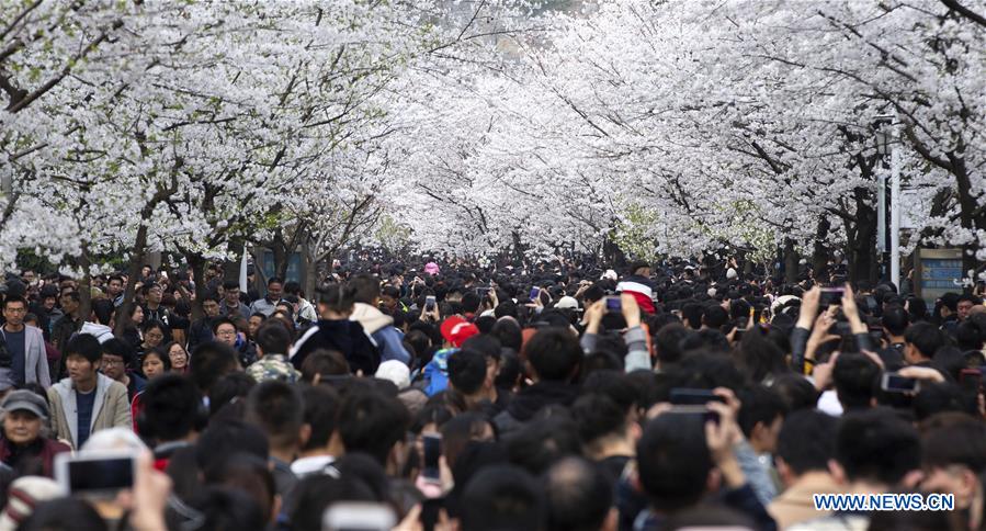 #CHINA-SPRING-CHERRY BLOSSOMS (CN)