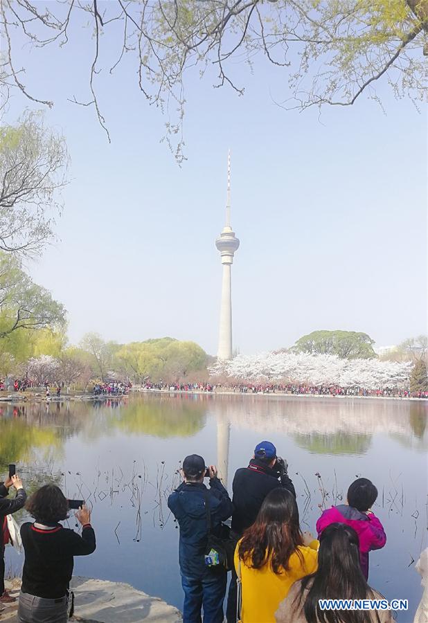 (BeijingCandid)CHINA-BEIJING-SPRING-CHERRY BLOSSOMS (CN)