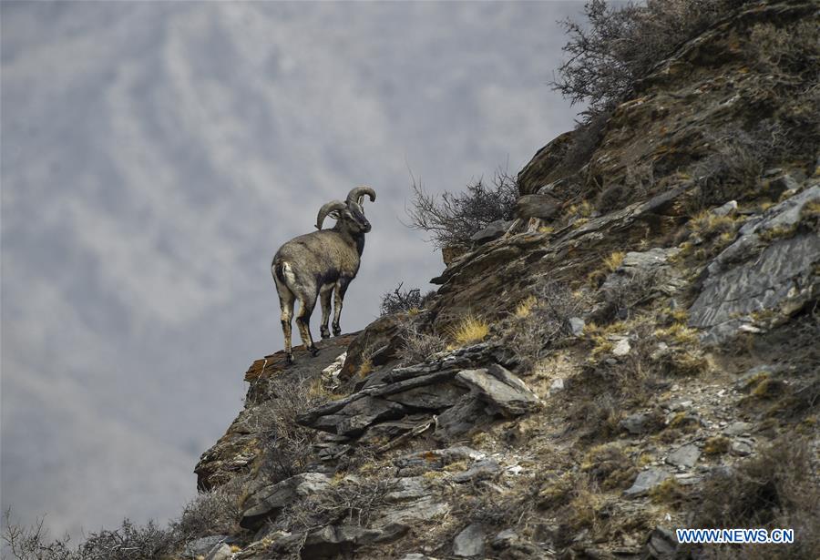 CHINA-NINGXIA-HELAN MOUNTAIN-BHARAL (CN)