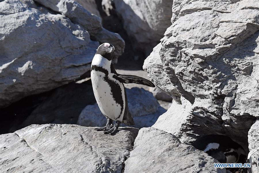 SOUTH AFRICA-CAPE TOWN-BETTY'S BAY-PENGUIN