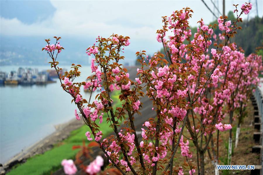 #CHINA-HUBEI-YICHANG-CHERRY BLOSSOMS (CN)