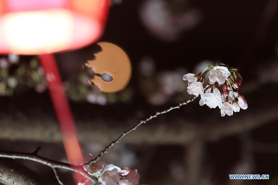 JAPAN-TOKYO-MEGURO RIVER-CHERRY BLOSSOM