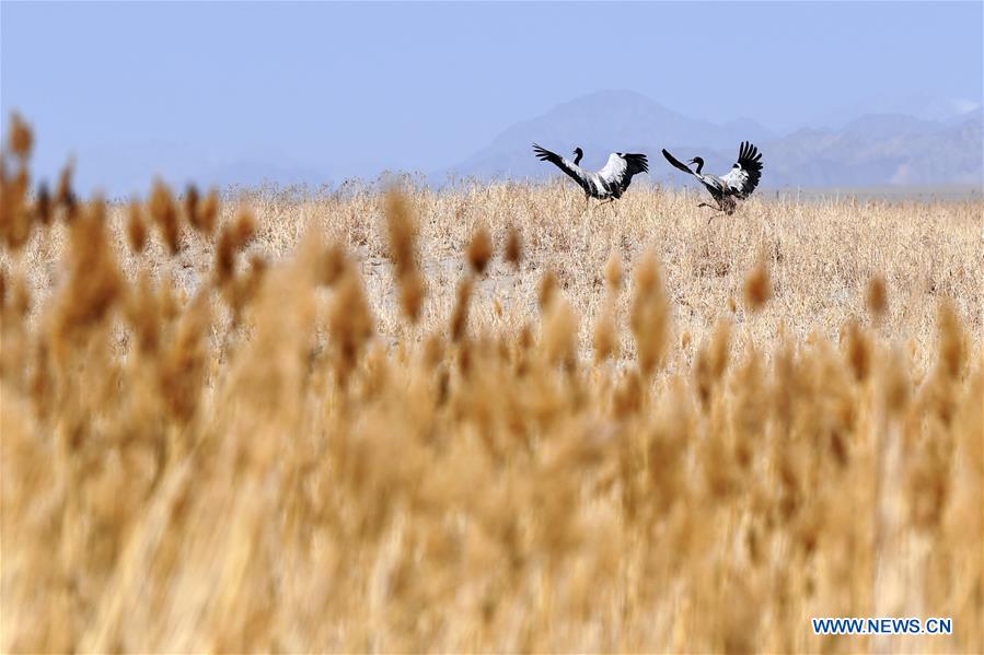 XINHUA PHOTOS OF THE DAY