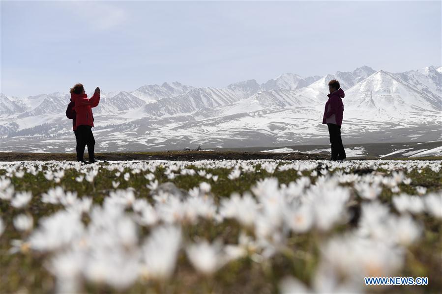 CHINA-XINJIANG-XINYUAN-LILY FLOWERS (CN)