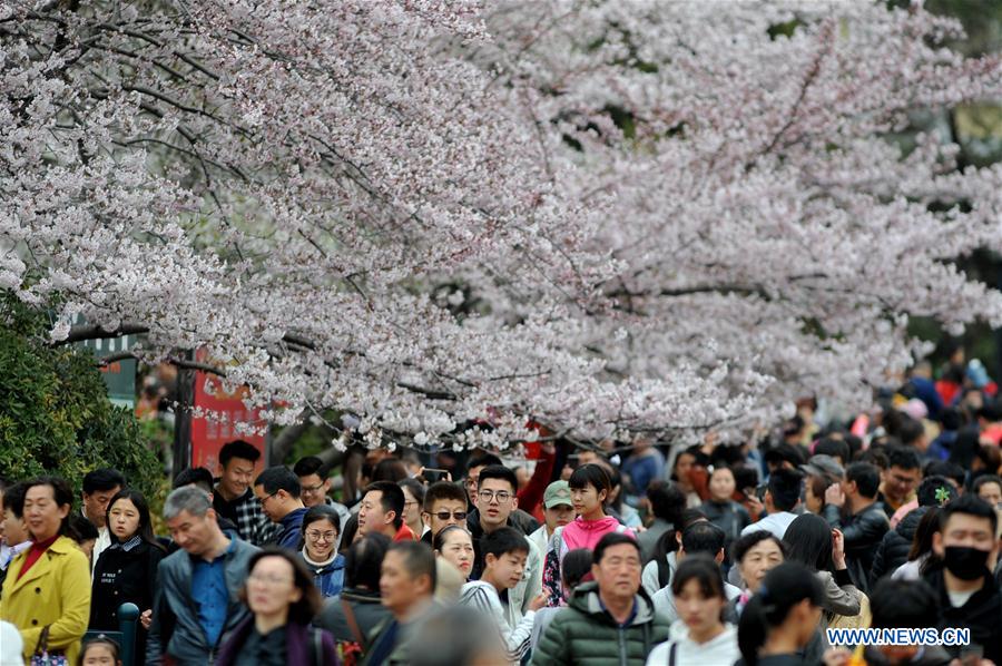 #CHINA-QINGDAO-CHERRY BLOSSOMS (CN)