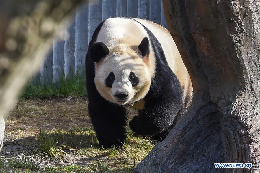 DENMARK-COPENHAGEN-CHINA-PANDA HOUSE-OPEN