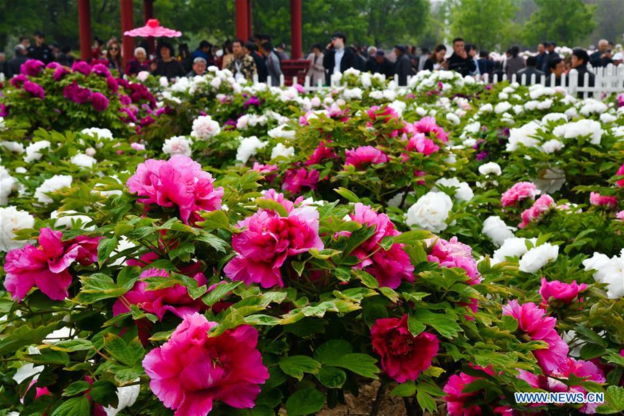 CHINA-SHANDONG-HEZE-PEONY-FLOWERS (CN)