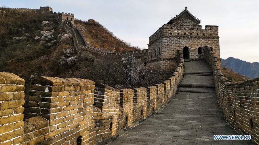 (BeijingCandid)CHINA-BEIJING-GREAT WALL-SPRING SCENERY (CN)