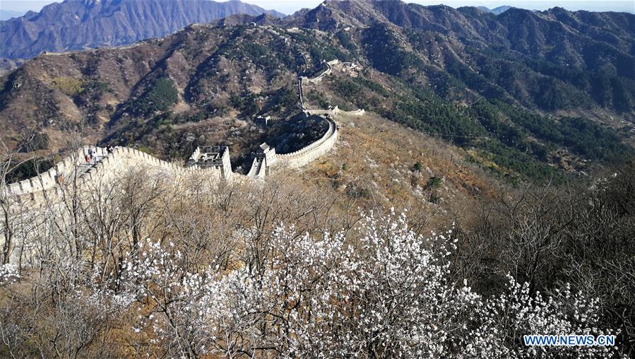 #(BeijingCandid)CHINA-BEIJING-GREAT WALL-SPRING SCENERY (CN*)