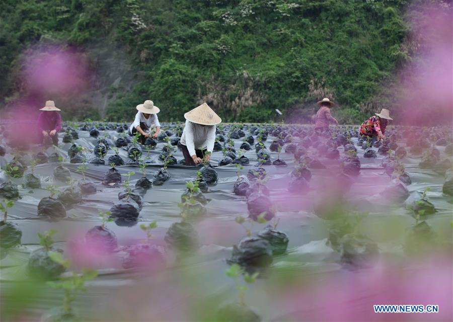 #CHINA-AGRICULTURE-FARM WORK (CN)