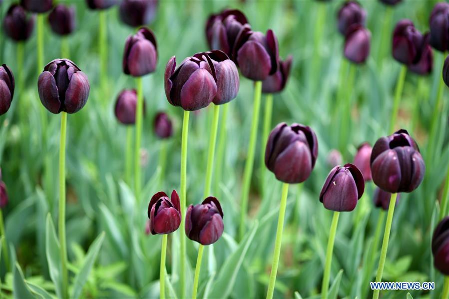 #CHINA-HEBEI-SPRING-FLOWERS(CN)