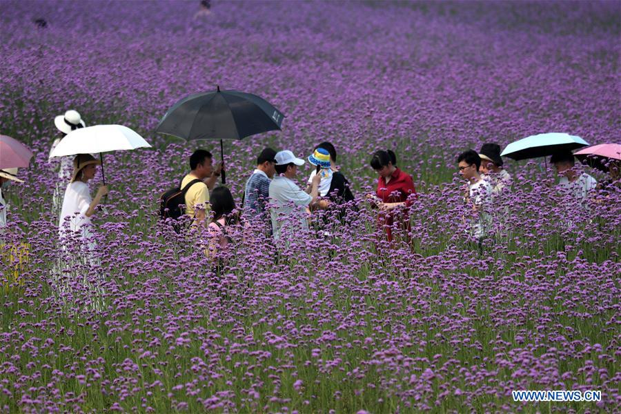 CHINA-GUANGXI-NANNING-FLOWER-TOURISM (CN)