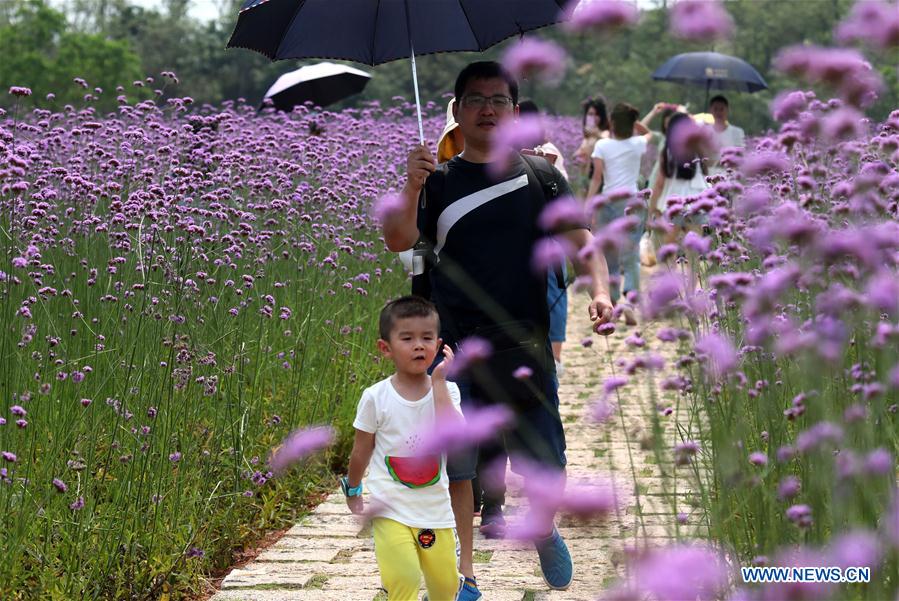 CHINA-GUANGXI-NANNING-FLOWER-TOURISM (CN)