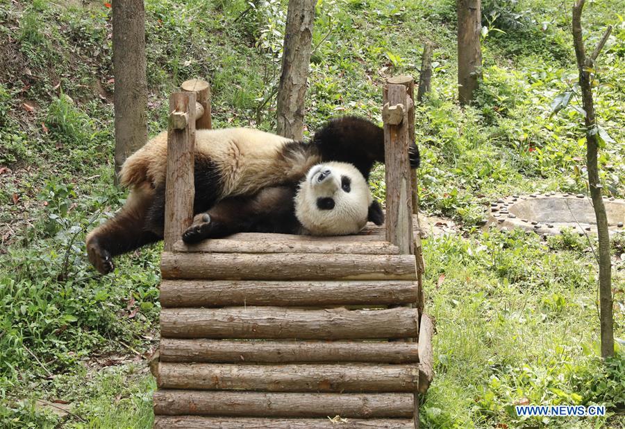 CHINA-SICHUAN-GIANT PANDA-RUSSIA-QUARANTINE (CN)