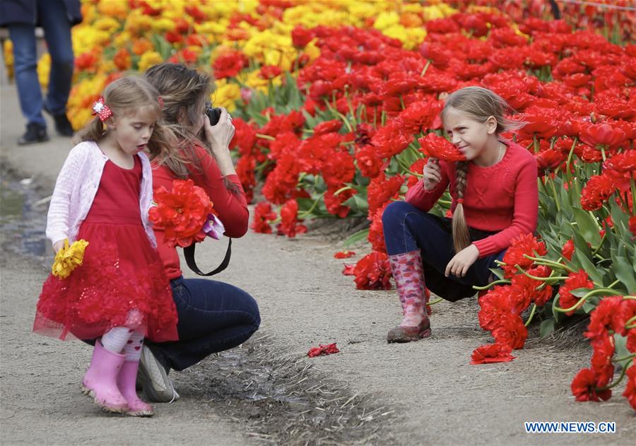 CANADA-ABBOTSFORD-TULIP FESTIVAL