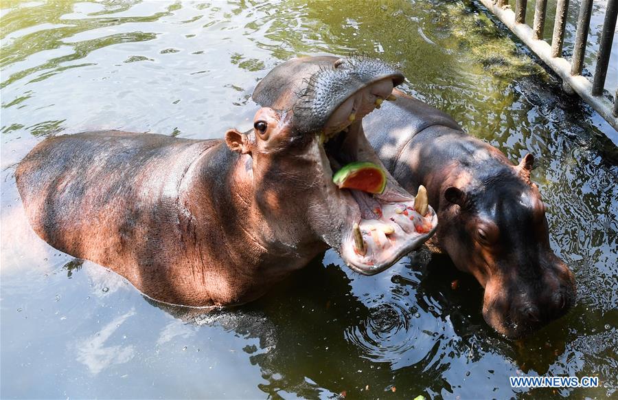 CHINA-HAINAN-HAIKOU-ZOO-HEAT WAVE (CN)