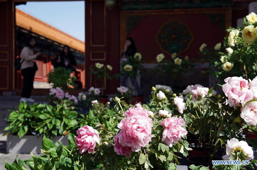 CHINA-BEIJING-PEONY FLOWER (CN)