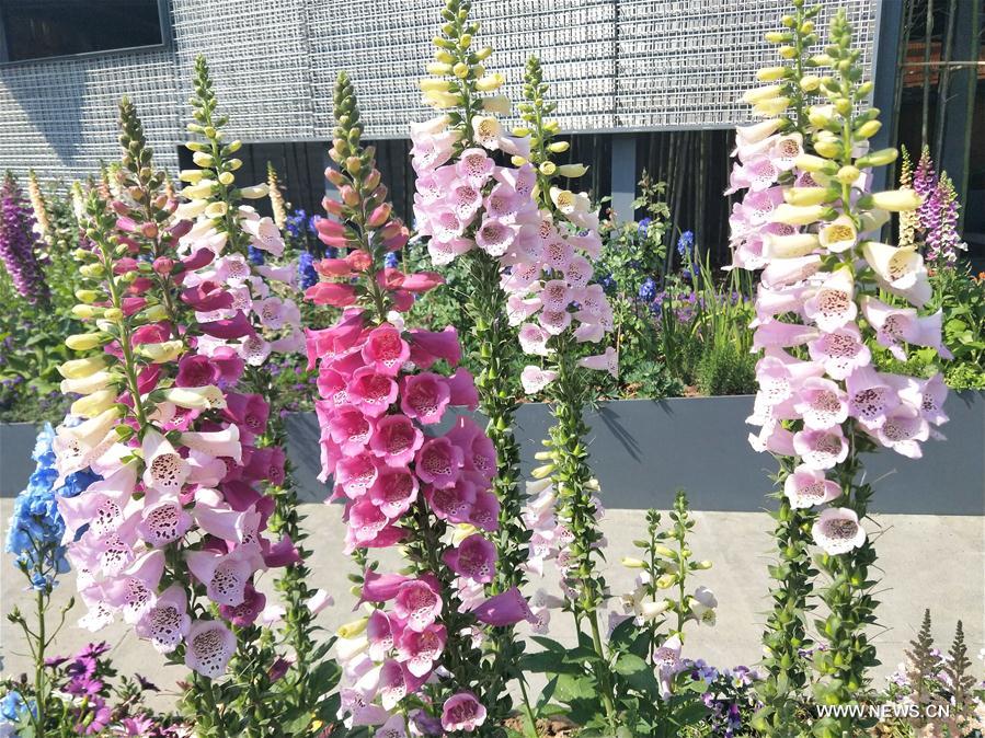 (BeijingCandid)CHINA-BEIJING-HORTICULTURAL EXPO-FLOWERS (CN)